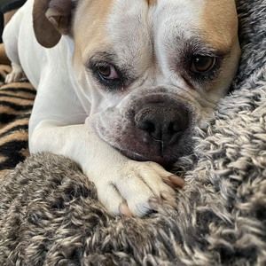 Meet your Posher, Korene